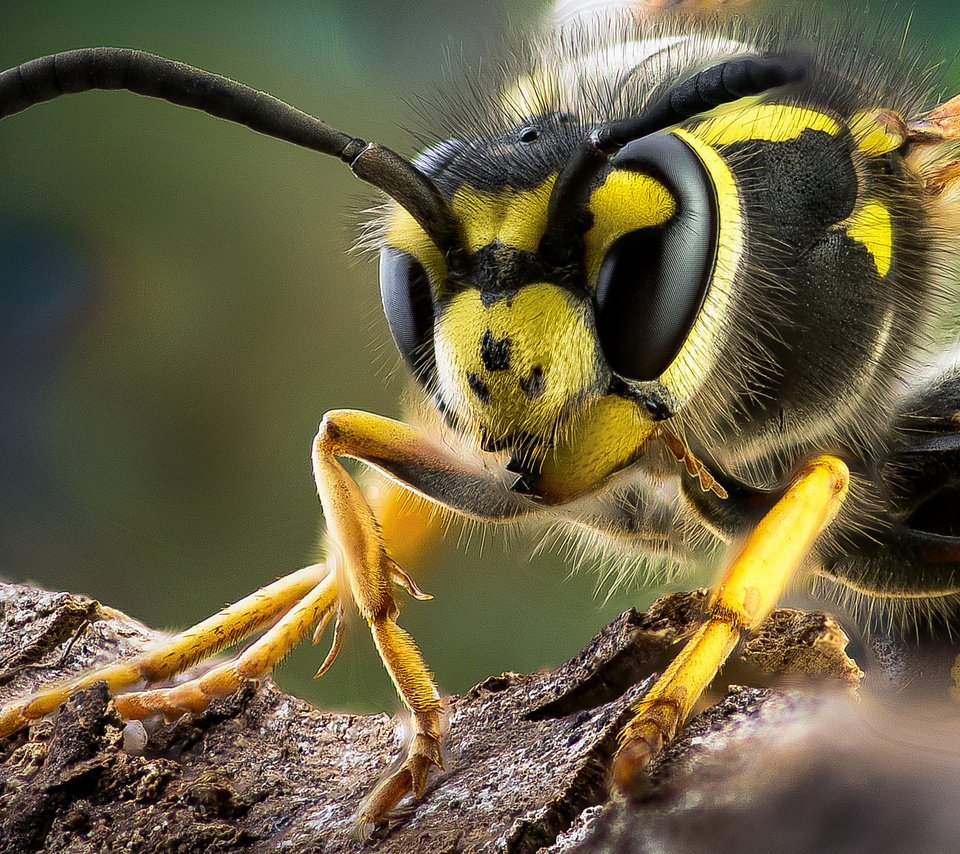 Обои макро, насекомое, усы, крылья, лапки, оса, теги, macro, insect, mustache, wings, legs, osa, tags разрешение 2048x1152 Загрузить