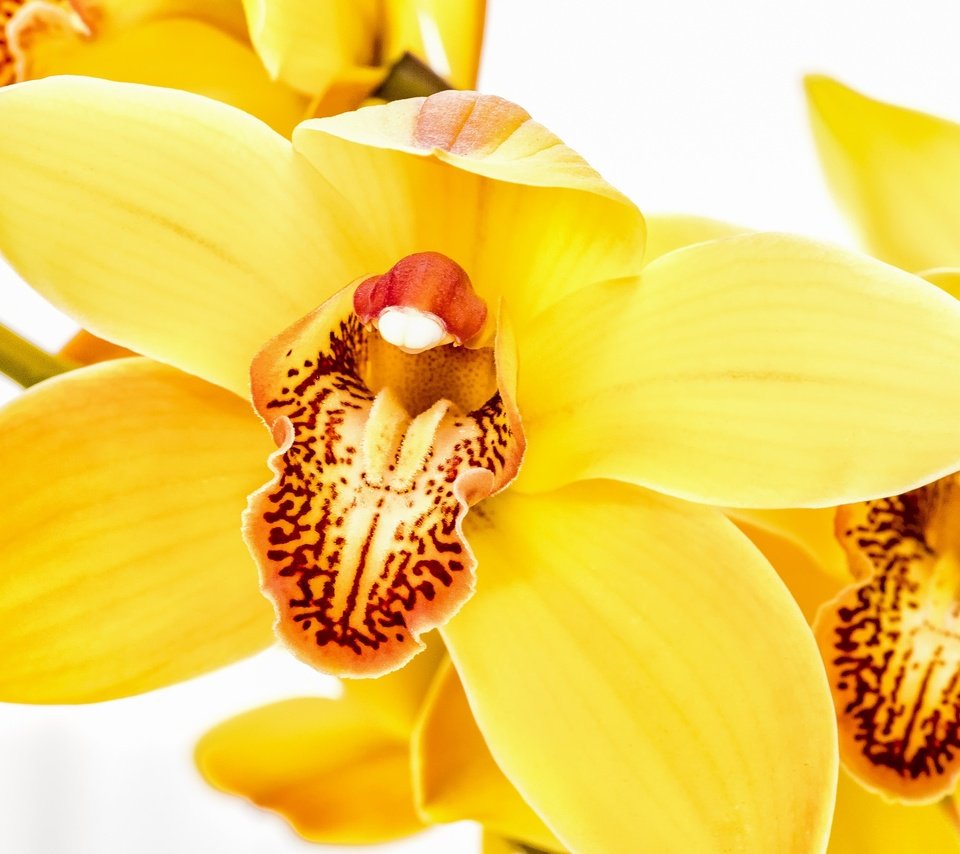 Обои цветы, макро, белый фон, желтые, орхидеи, flowers, macro, white background, yellow, orchids разрешение 2048x1365 Загрузить