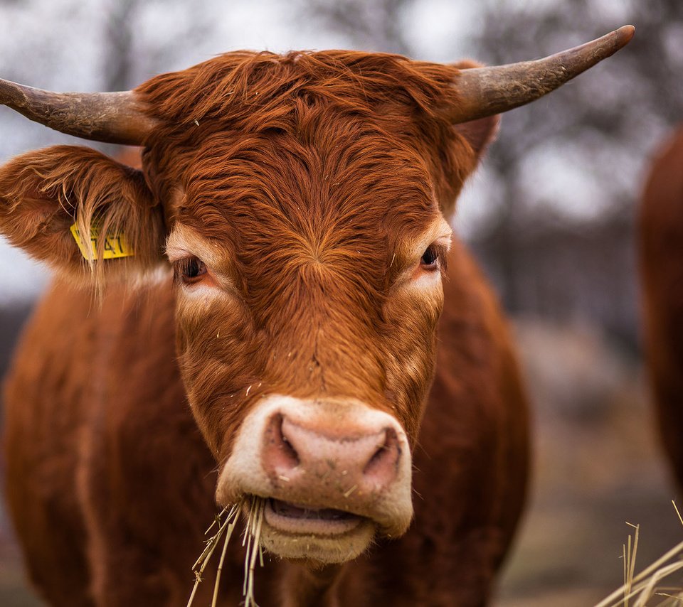 Обои морда, трава, фон, сено, рога, корова, face, grass, background, hay, horns, cow разрешение 2000x1334 Загрузить