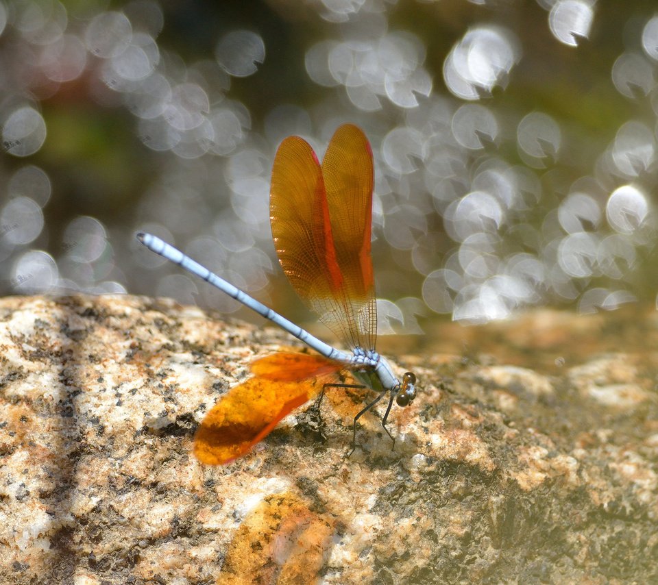 Обои насекомое, крылья, блики, стрекоза, insect, wings, glare, dragonfly разрешение 2048x1365 Загрузить