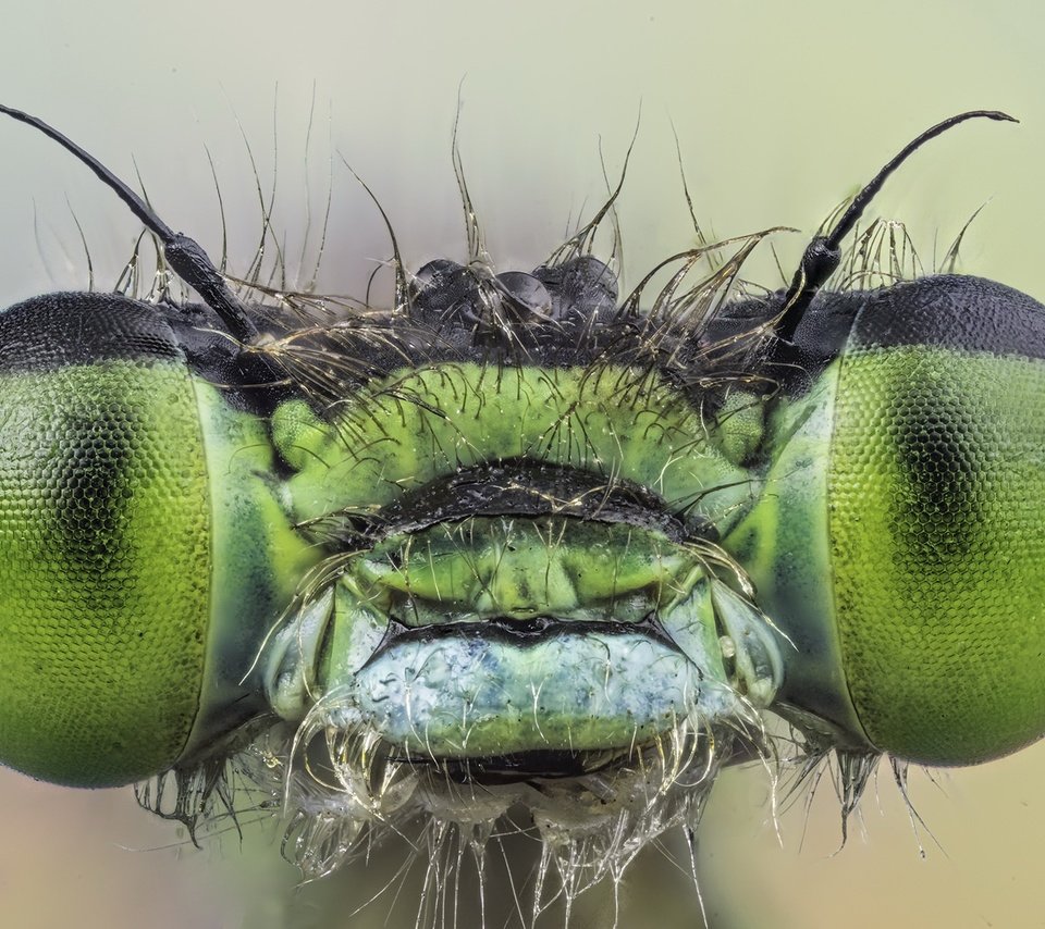 Обои глаза, макро, насекомое, взгляд, стрекоза, eyes, macro, insect, look, dragonfly разрешение 2048x1257 Загрузить