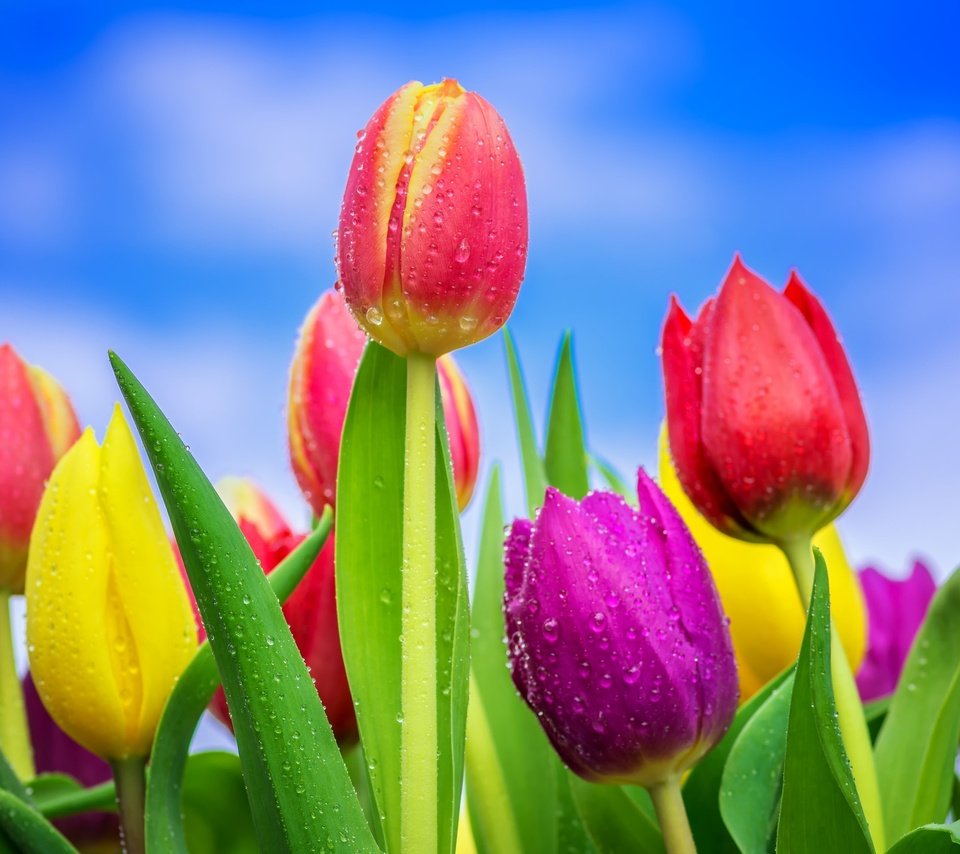 Обои небо, цветение, бутоны, капли, разноцветные, весна, тюльпаны, the sky, flowering, buds, drops, colorful, spring, tulips разрешение 2048x1365 Загрузить