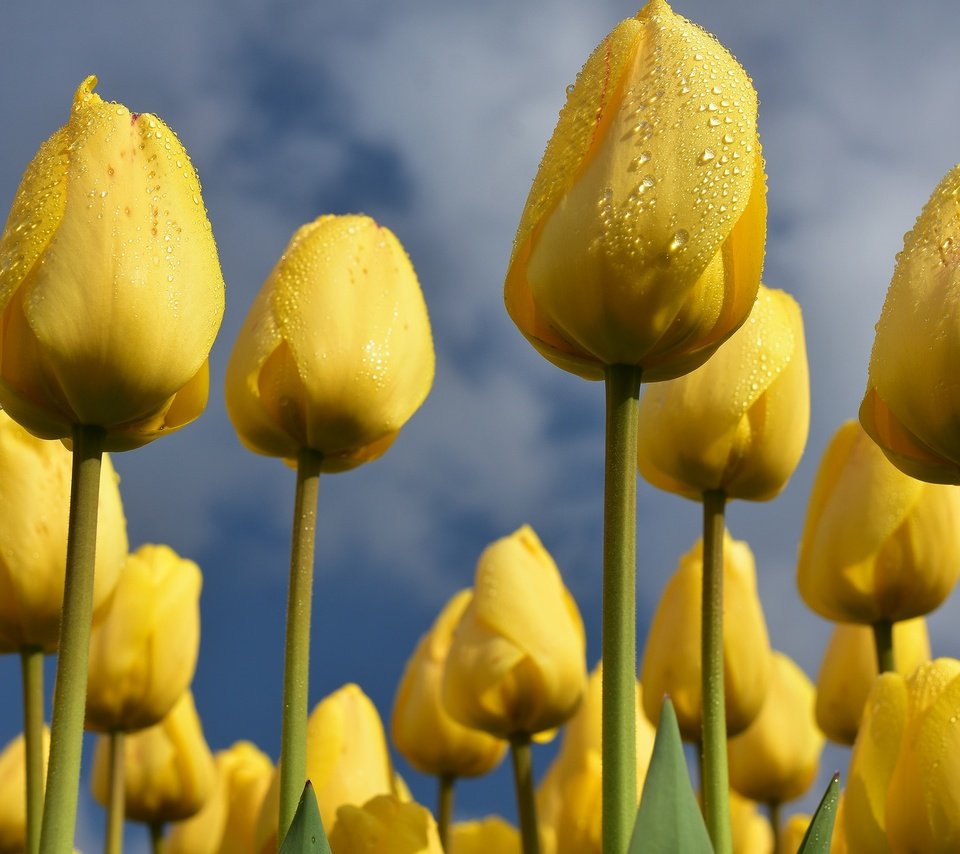 Обои небо, цветы, бутоны, весна, тюльпаны, желтые, the sky, flowers, buds, spring, tulips, yellow разрешение 2048x1365 Загрузить