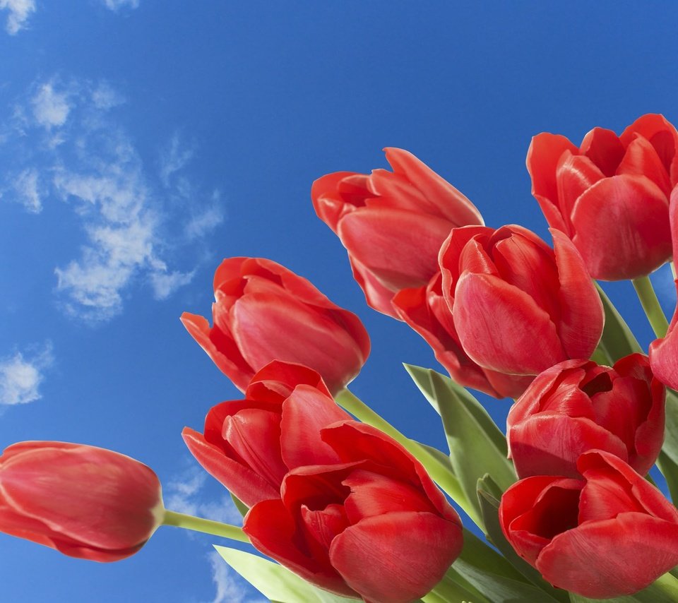 Обои небо, цветы, облака, весна, тюльпаны, the sky, flowers, clouds, spring, tulips разрешение 2560x1600 Загрузить