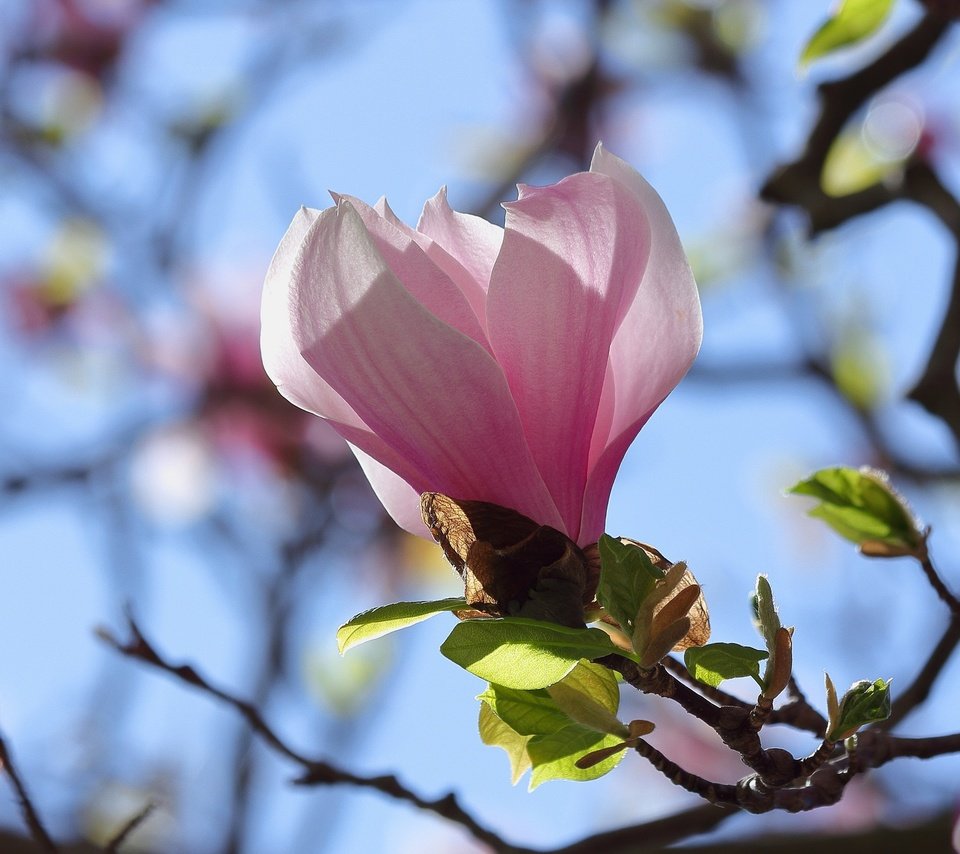 Обои небо, ветка, цветение, бутон, весна, магнолия, the sky, branch, flowering, bud, spring, magnolia разрешение 2048x1365 Загрузить