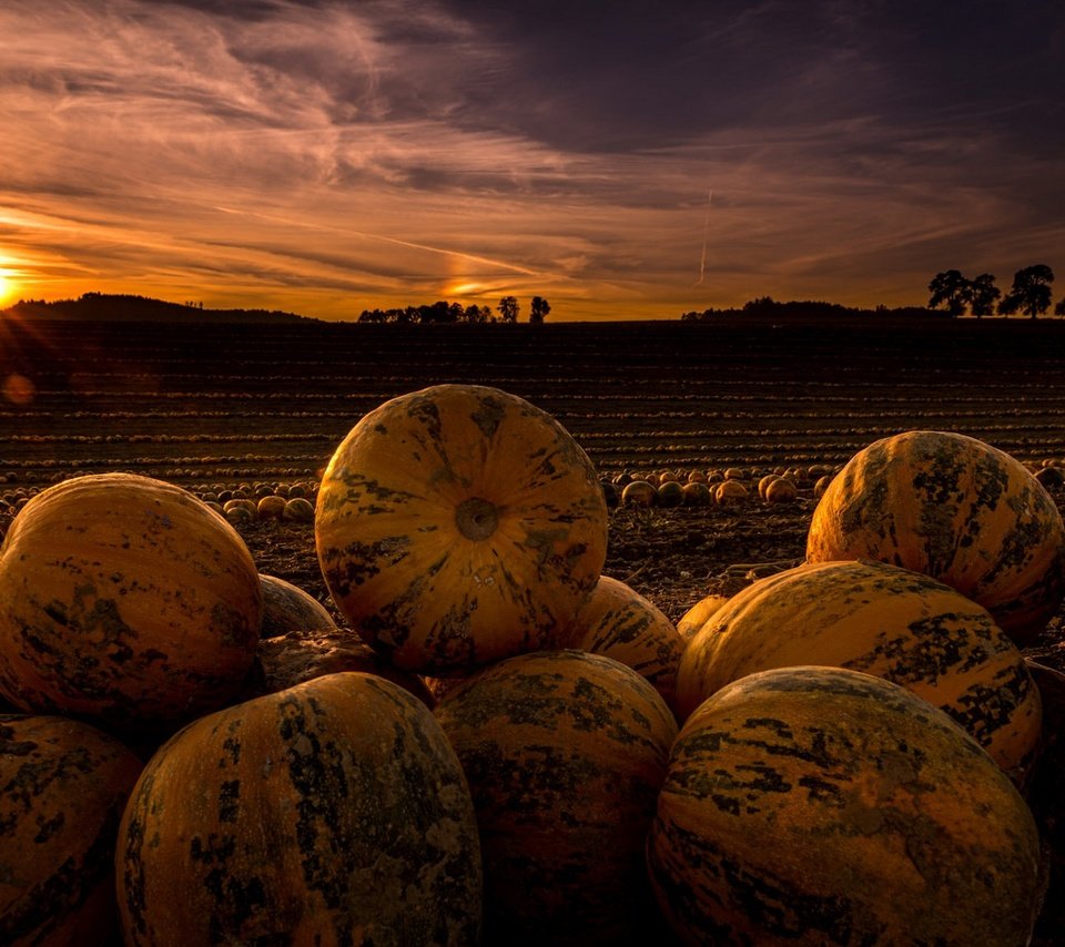 Обои ночь, солнце, поле, горизонт, урожай, тыквы, night, the sun, field, horizon, harvest, pumpkin разрешение 1920x1159 Загрузить