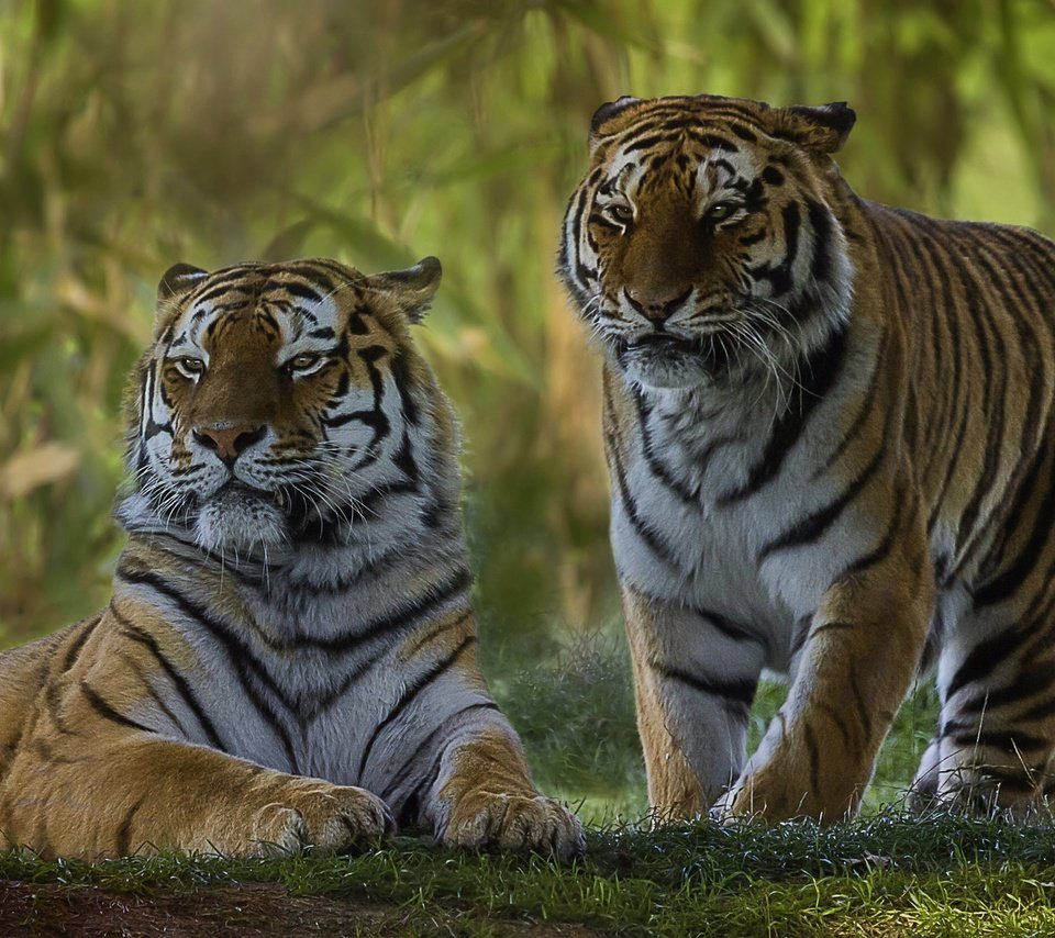 Обои парочка, дикая кошка, тигры, a couple, wild cat, tigers разрешение 2560x1579 Загрузить