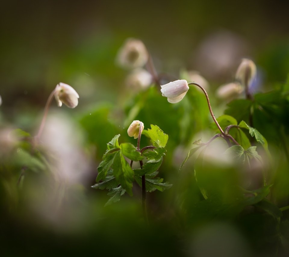 Обои цветы, природа, фон, размытость, ветреница, flowers, nature, background, blur, anemone разрешение 2048x1119 Загрузить