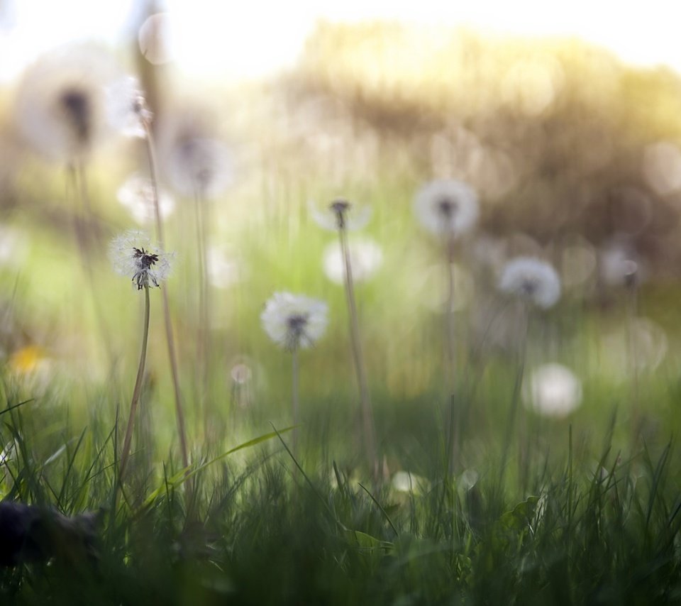 Обои цветы, трава, природа, весна, одуванчики, flowers, grass, nature, spring, dandelions разрешение 2560x1707 Загрузить