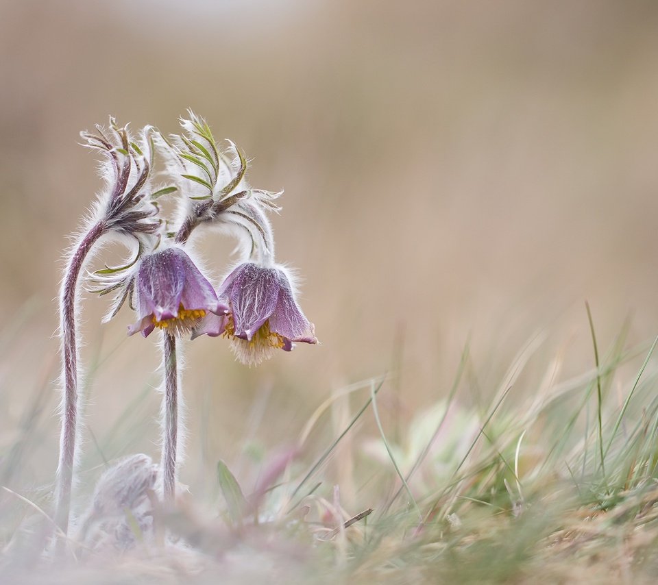 Обои цветы, природа, весна, сон-трава, прострел, flowers, nature, spring, sleep-grass, cross разрешение 2048x1222 Загрузить