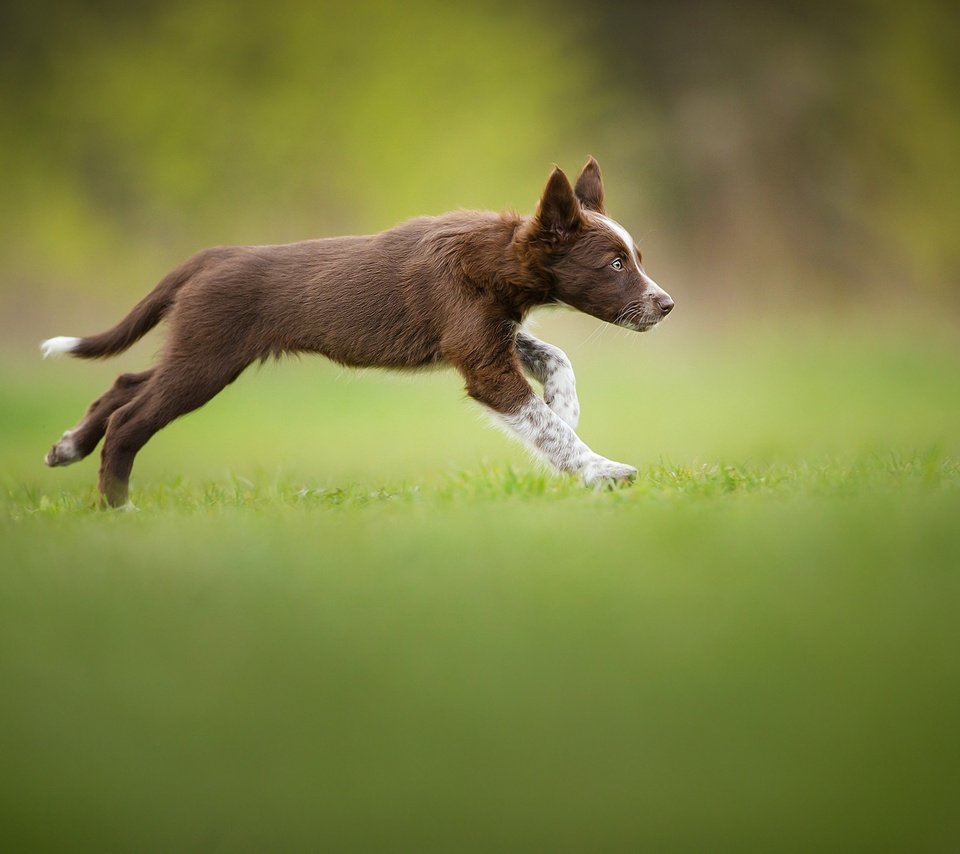 Обои щенок, травка, бег, коричневый, бордер-колли, tissaia, puppy, weed, running, brown, the border collie разрешение 2048x1365 Загрузить