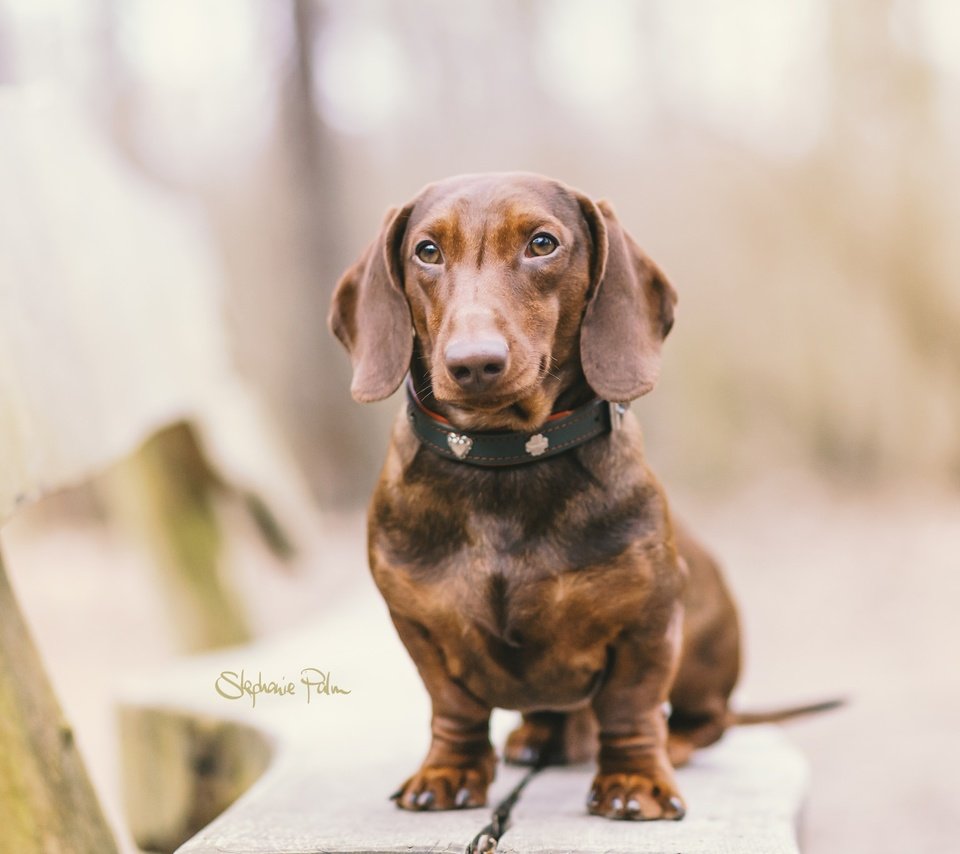 Обои глаза, мордочка, взгляд, собака, скамья, ошейник, такса, eyes, muzzle, look, dog, bench, collar, dachshund разрешение 2048x1366 Загрузить