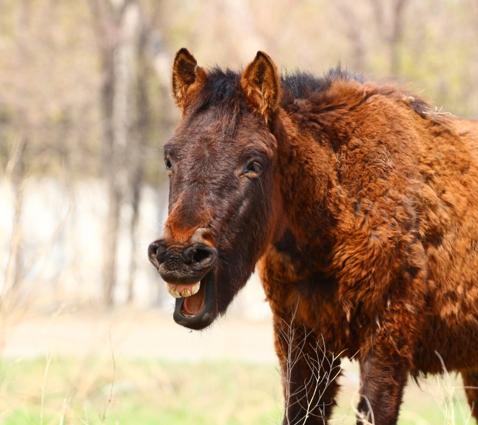 Обои лошадь, конь, степь, смех, жеребенок, horse, the steppe, laughter, foal разрешение 1920x1280 Загрузить