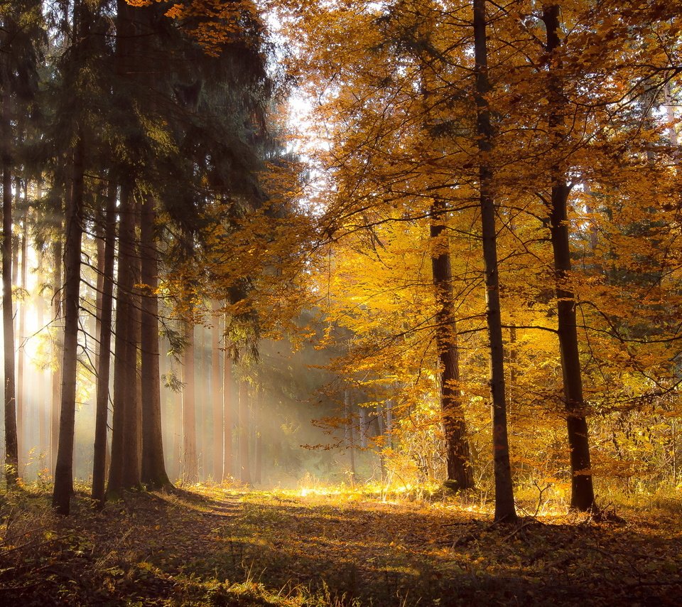 Обои свет, природа, лес, утро, осень, light, nature, forest, morning, autumn разрешение 2048x1311 Загрузить