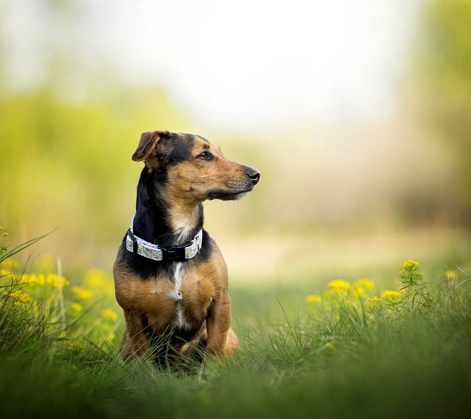 Обои трава, собака, одуванчики, ошейник, такса, фиби, dackelpuppy, grass, dog, dandelions, collar, dachshund, phoebe разрешение 2048x1328 Загрузить