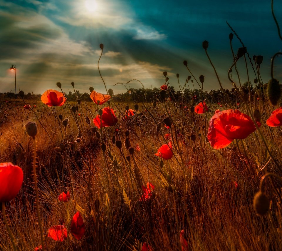 Обои небо, цветы, облака, вечер, поле, маки, the sky, flowers, clouds, the evening, field, maki разрешение 2048x1363 Загрузить