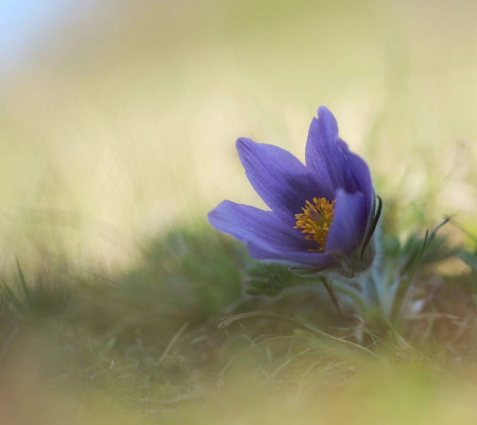 Обои цветок, весна, анемон, сон-трава, прострел, flower, spring, anemone, sleep-grass, cross разрешение 2048x1365 Загрузить