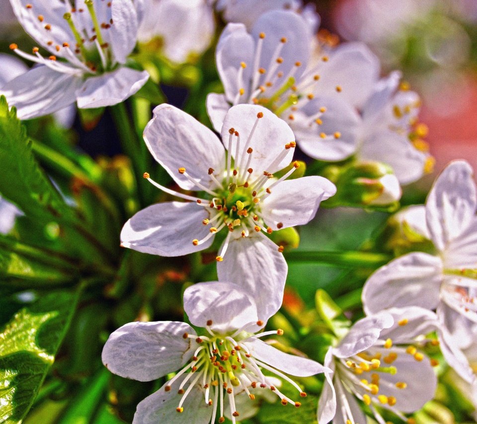 Обои ветка, цветение, макро, цветок, черешня, весна, branch, flowering, macro, flower, cherry, spring разрешение 4608x3072 Загрузить