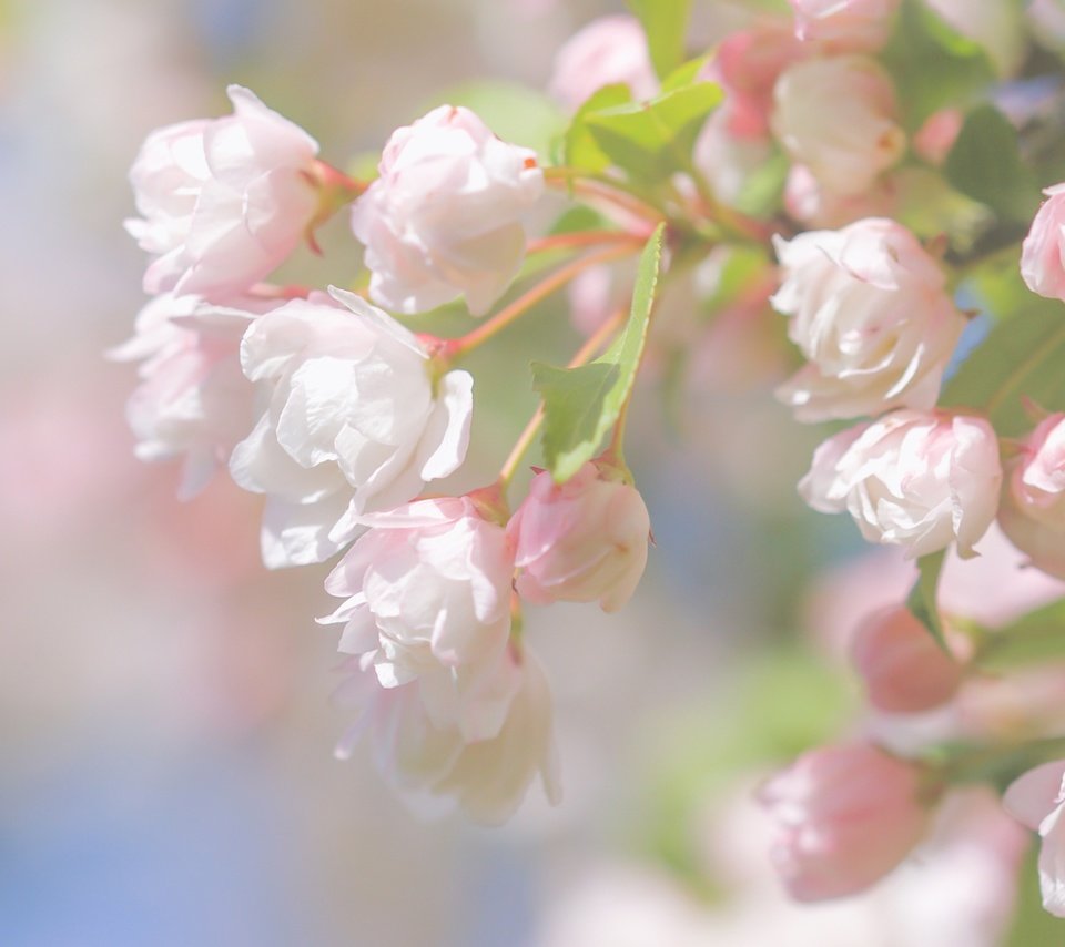 Обои ветка, цветение, макро, весна, цветки, бутончики, paula w, branch, flowering, macro, spring, flowers, buds разрешение 2400x1600 Загрузить