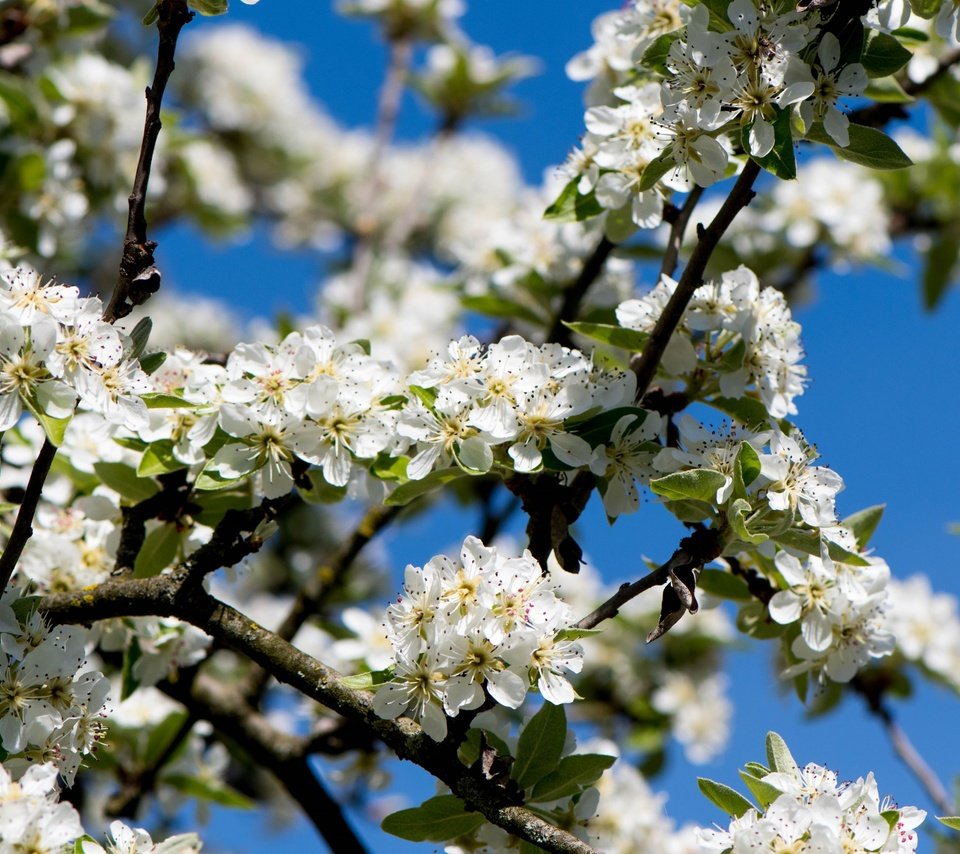 Обои небо, ветка, дерево, цветение, весна, вишня, the sky, branch, tree, flowering, spring, cherry разрешение 3000x2000 Загрузить