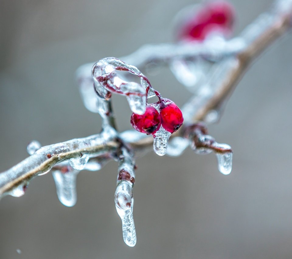 Обои ветка, природа, фон, лёд, ягоды, сосулька, рябина, ветки.ягоды, branch, nature, background, ice, berries, icicle, rowan, branch.berries разрешение 2560x1600 Загрузить