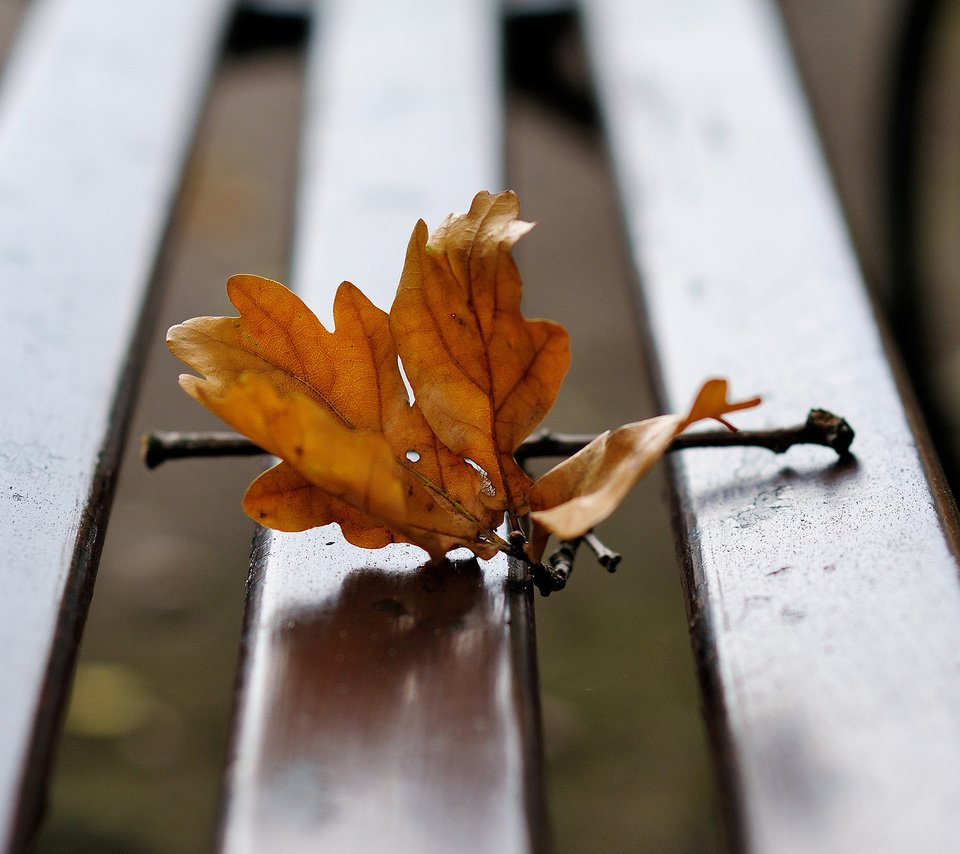 Обои ветка, осень, лист, скамья, дуб, осенние листья, дубовый лист, branch, autumn, sheet, bench, oak, autumn leaves разрешение 2048x1360 Загрузить