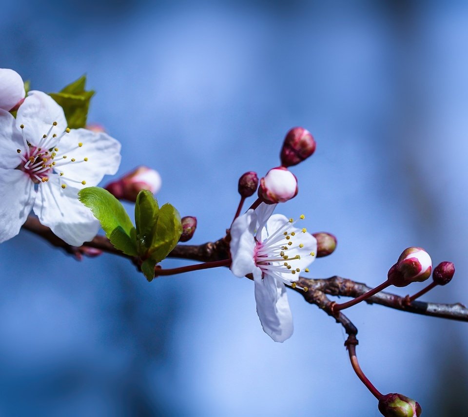 Обои небо, ветка, природа, цветение, весна, цветки, the sky, branch, nature, flowering, spring, flowers разрешение 2048x1280 Загрузить