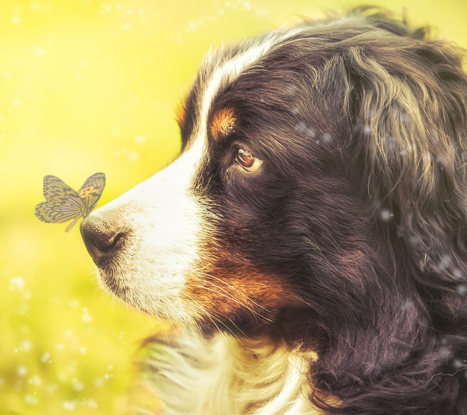 Обои взгляд, бабочка, собака, профиль, бернский зенненхунд, look, butterfly, dog, profile, bernese mountain dog разрешение 2048x1233 Загрузить