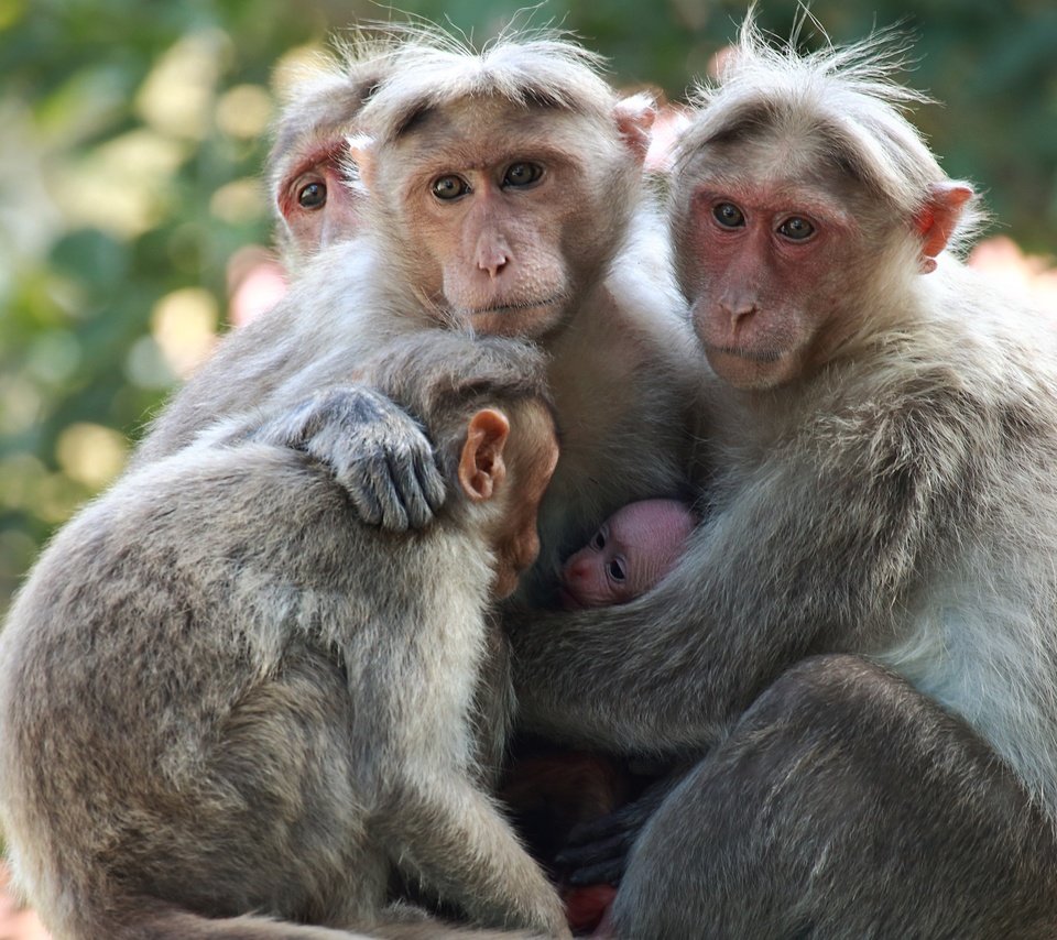 Обои взгляд, семья, детеныш, обезьяны, японские макаки, sujesh sm, look, family, cub, monkey, japanese macaque разрешение 2554x1600 Загрузить