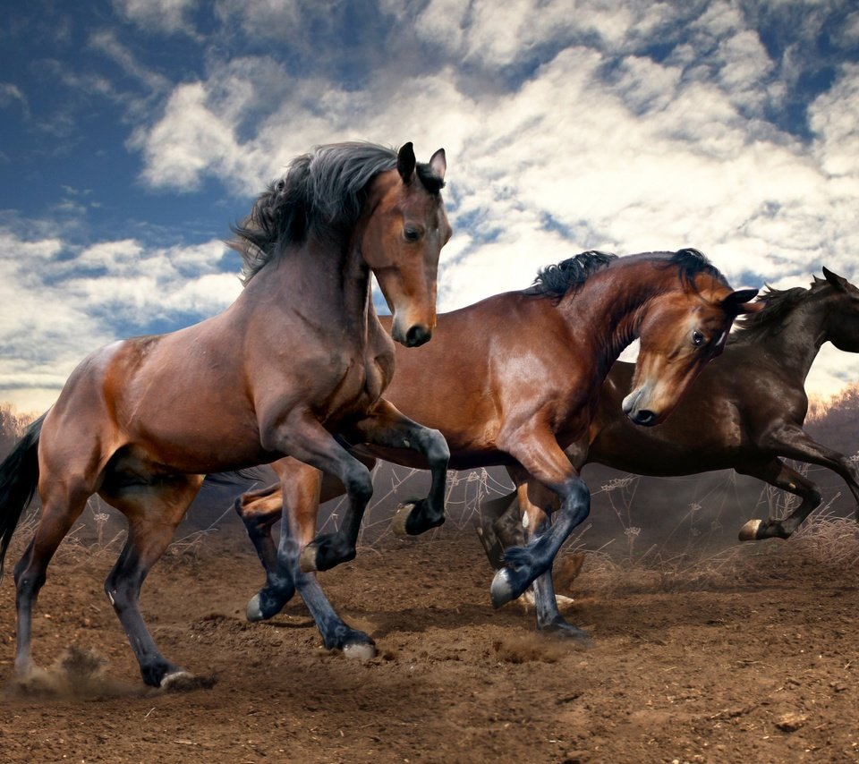 Обои небо, облака, земля, поле, лошади, кони, бег, the sky, clouds, earth, field, horse, horses, running разрешение 2560x1600 Загрузить