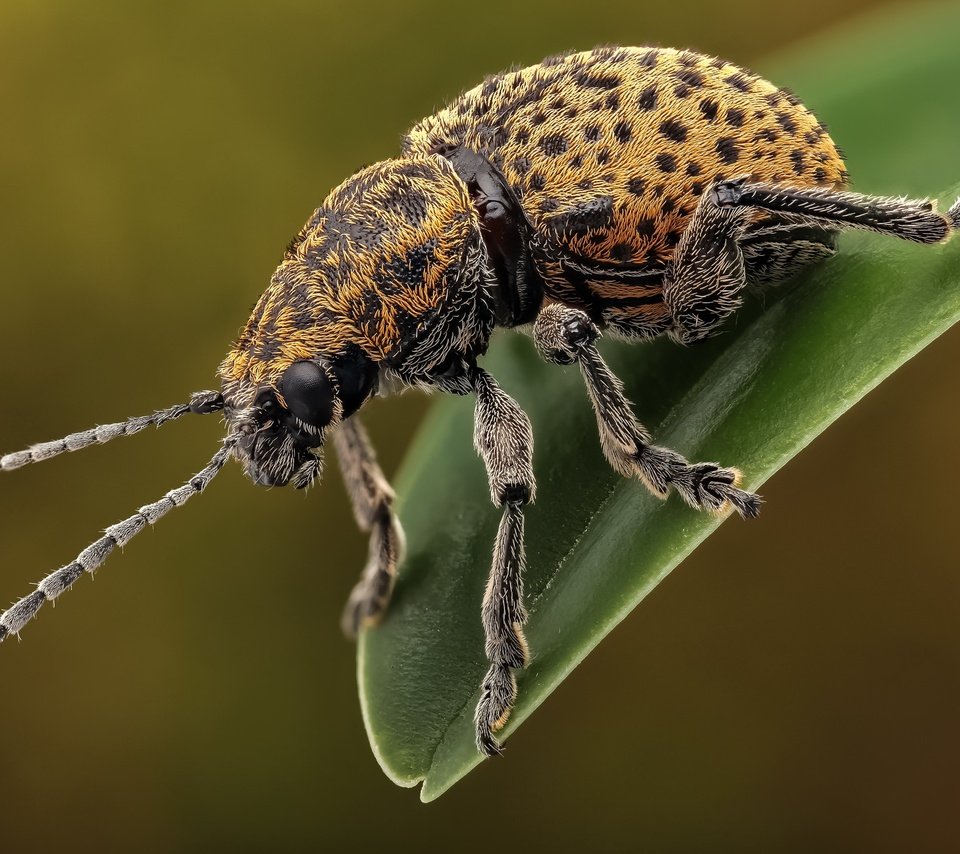 Обои жук, макро, насекомое, усы, лапки, листоед, beetle, macro, insect, mustache, legs, the leaf beetle разрешение 2048x1365 Загрузить