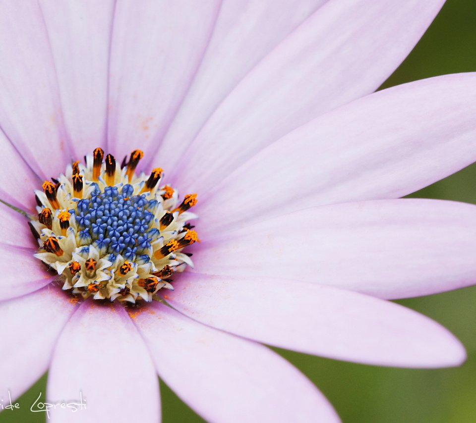 Обои макро, цветок, лепестки, остеоспермум, davide lopresti, macro, flower, petals, osteospermum разрешение 2000x1333 Загрузить