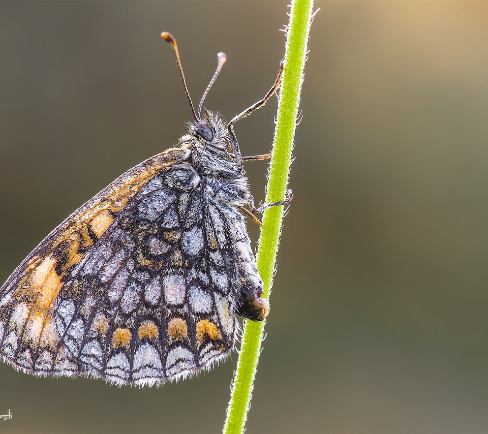 Обои природа, насекомое, фон, бабочка, стебель, davide lopresti, шашечница, nature, insect, background, butterfly, stem, the metalmark разрешение 2000x1333 Загрузить