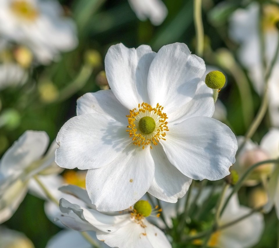 Обои цветы, макро, лепестки, белые, анемоны, ветреница, flowers, macro, petals, white, anemones, anemone разрешение 4006x2482 Загрузить