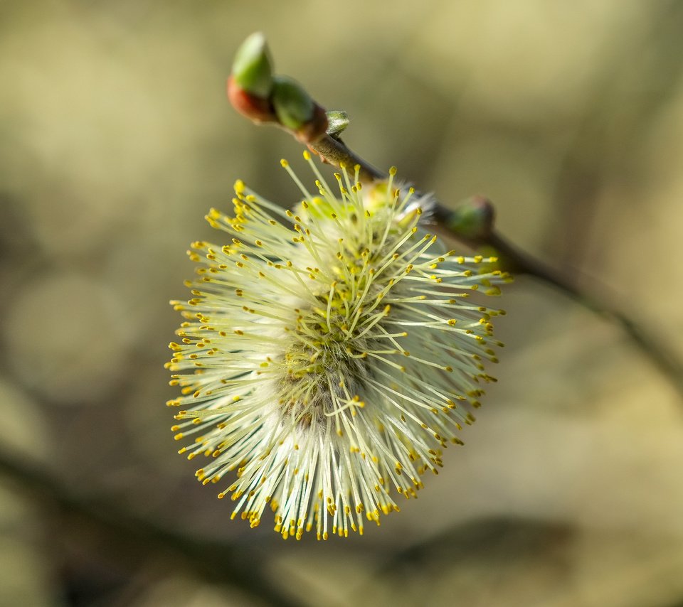 Обои ветка, природа, фон, размытость, весна, верба, branch, nature, background, blur, spring, verba разрешение 4896x2760 Загрузить