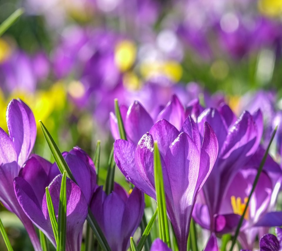 Обои цветы, весна, фиолетовые, крокусы, крокус, шафран, flowers, spring, purple, crocuses, krokus, saffron разрешение 4896x2760 Загрузить