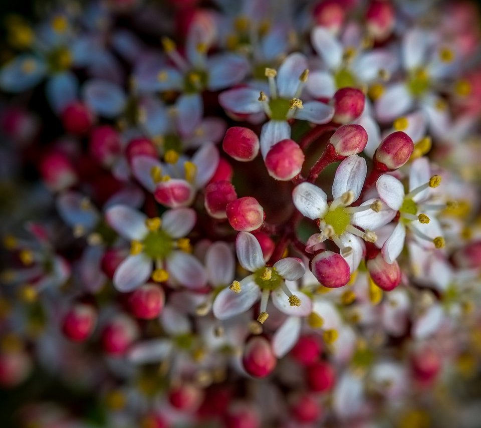 Обои цветы, природа, цветение, фон, весна, flowers, nature, flowering, background, spring разрешение 4896x2760 Загрузить