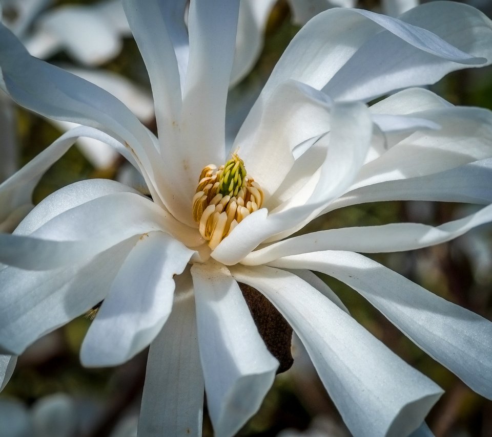 Обои цветы, цветение, весна, белые, магнолия, jazzmatica, flowers, flowering, spring, white, magnolia разрешение 4896x2760 Загрузить