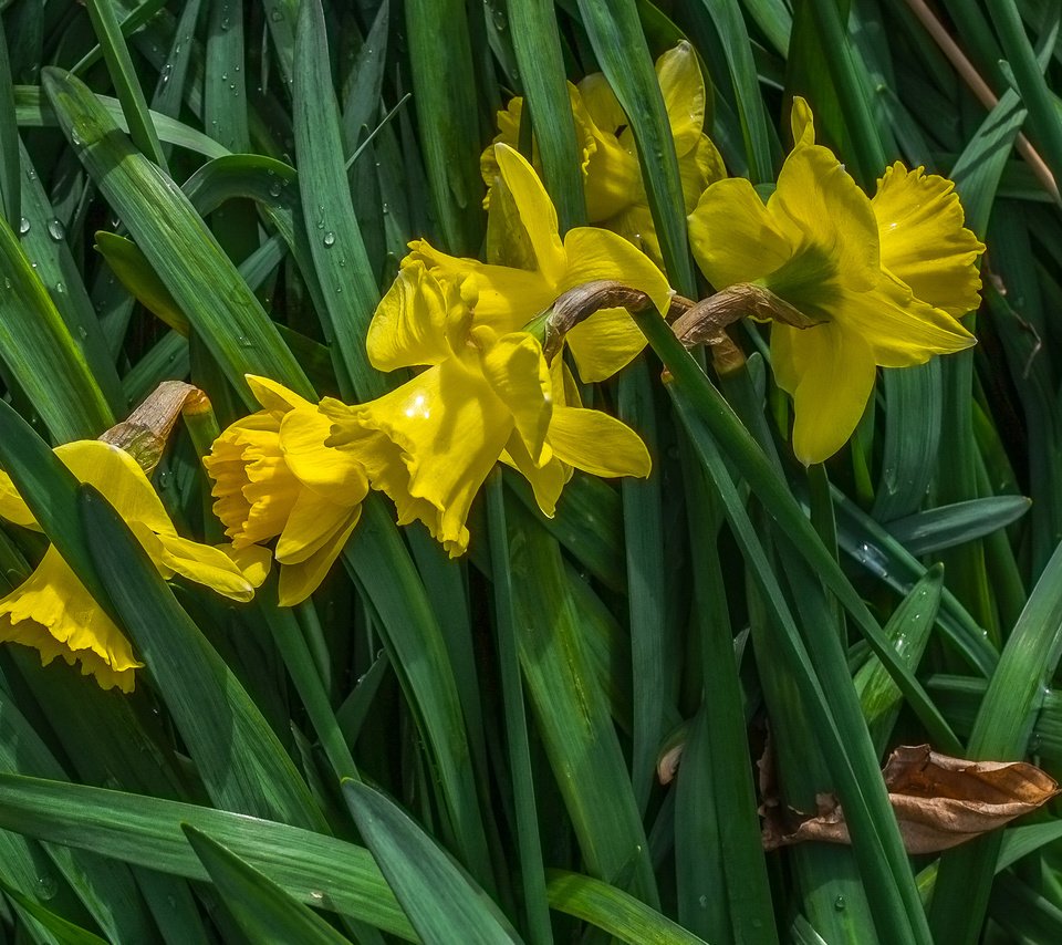 Обои цветы, весна, нарциссы, желтые, jazzmatica, flowers, spring, daffodils, yellow разрешение 2962x2066 Загрузить