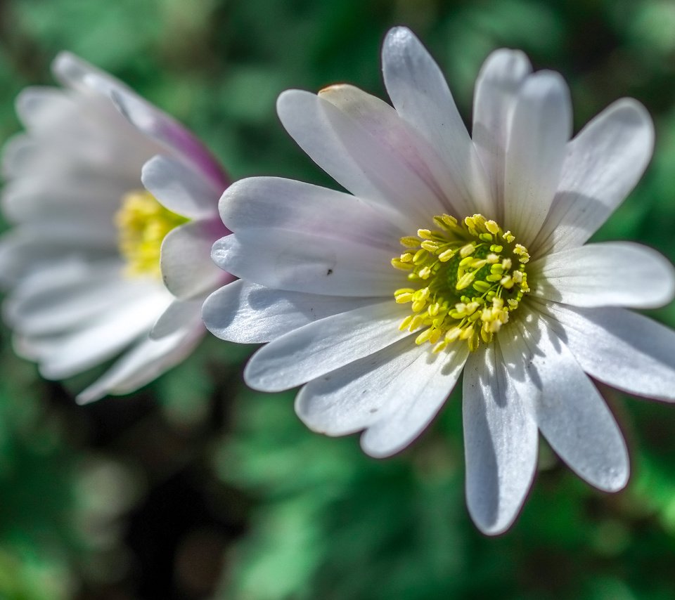 Обои цветы, макро, лепестки, размытость, белые, анемона, jazzmatica, flowers, macro, petals, blur, white, anemone разрешение 3956x2760 Загрузить