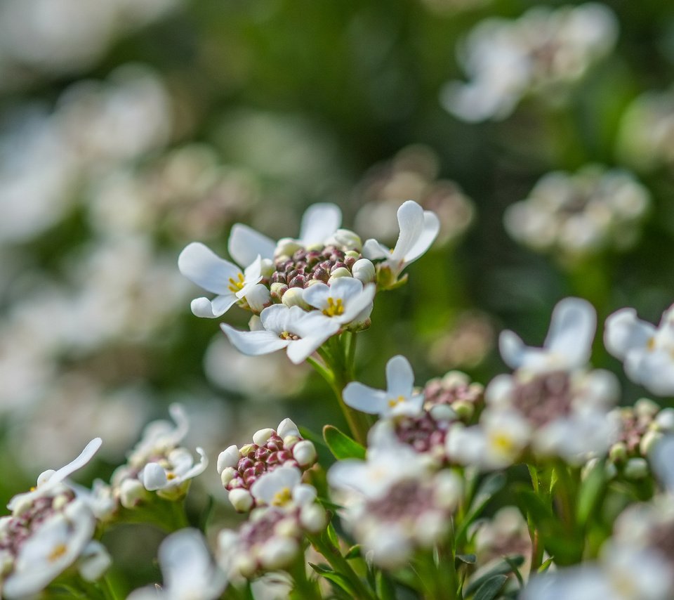 Обои цветы, лепестки, весна, белые, jazzmatica, flowers, petals, spring, white разрешение 4896x2760 Загрузить