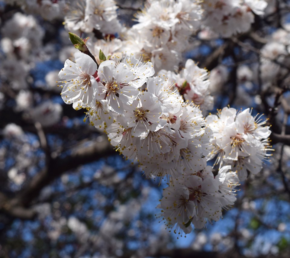 Обои небо, цветы, цветение, ветки, весна, пчелы, the sky, flowers, flowering, branches, spring, bees разрешение 6000x4000 Загрузить