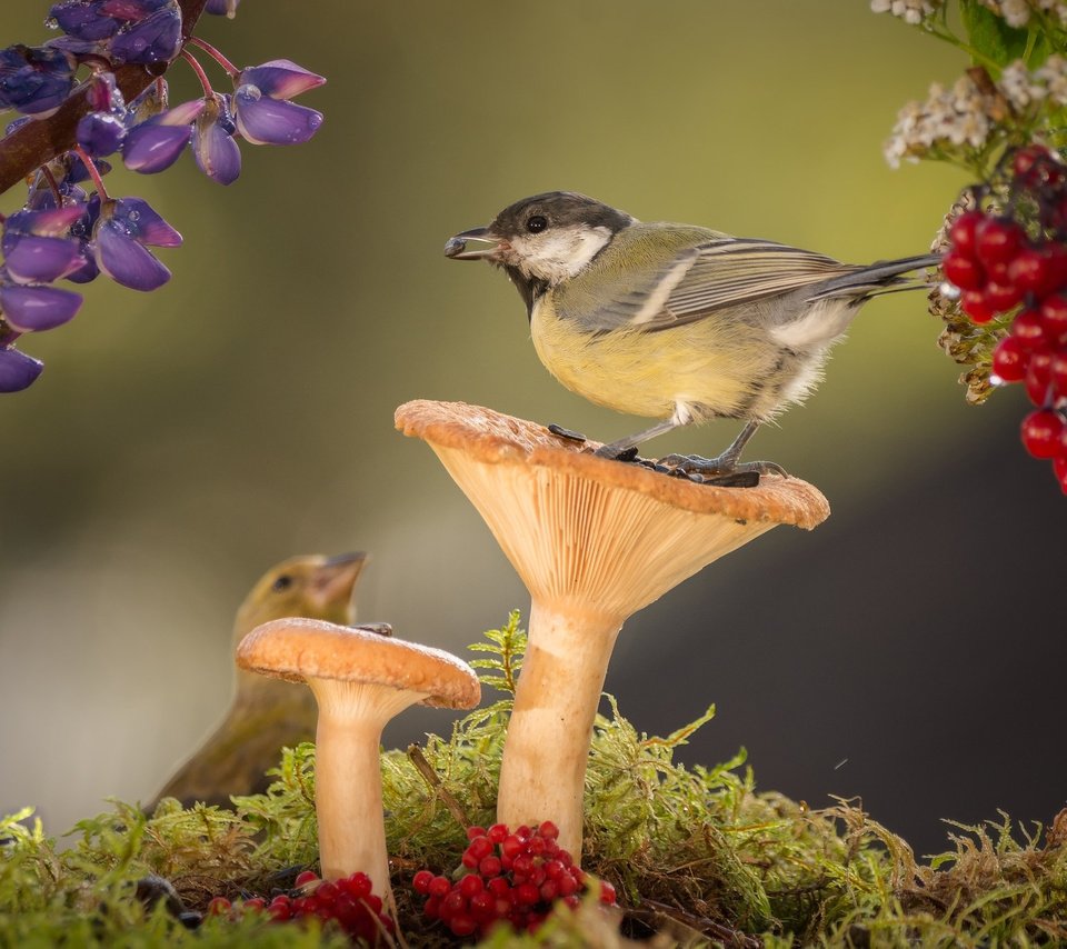 Обои цветы, природа, грибы, птицы, мох, ягоды, синица, geert weggen, flowers, nature, mushrooms, birds, moss, berries, tit разрешение 2048x1366 Загрузить