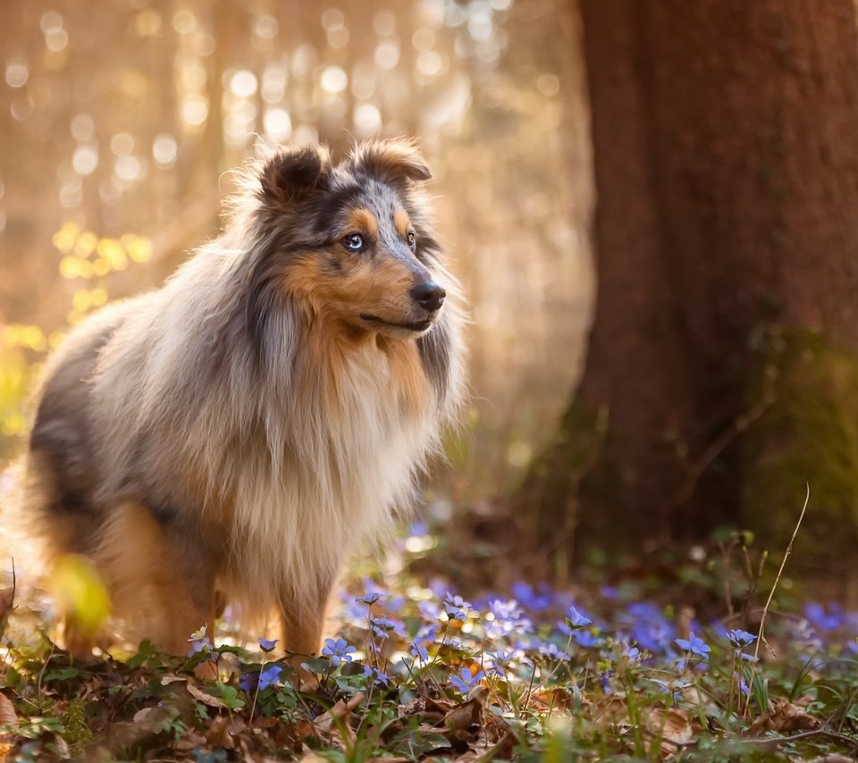 Обои цветы, природа, лес, собака, весна, шелти, sabine fallend, flowers, nature, forest, dog, spring, sheltie разрешение 1920x1150 Загрузить