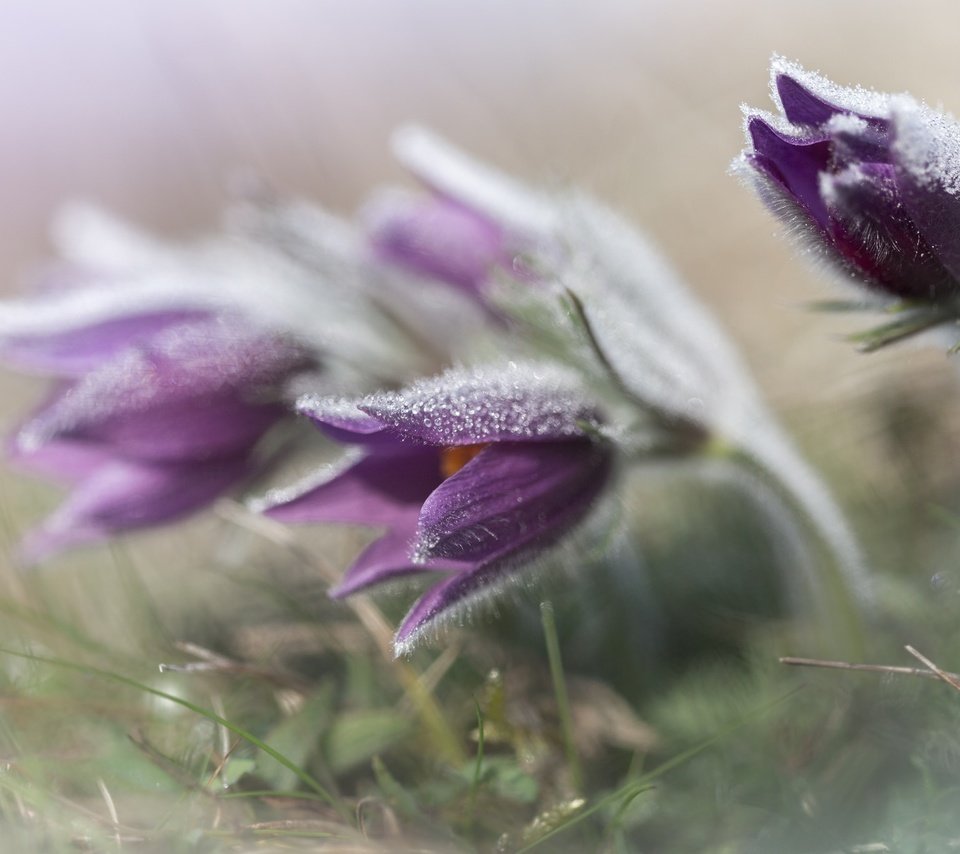 Обои цветы, трава, весна, анемон, сон-трава, прострел, flowers, grass, spring, anemone, sleep-grass, cross разрешение 2048x1365 Загрузить