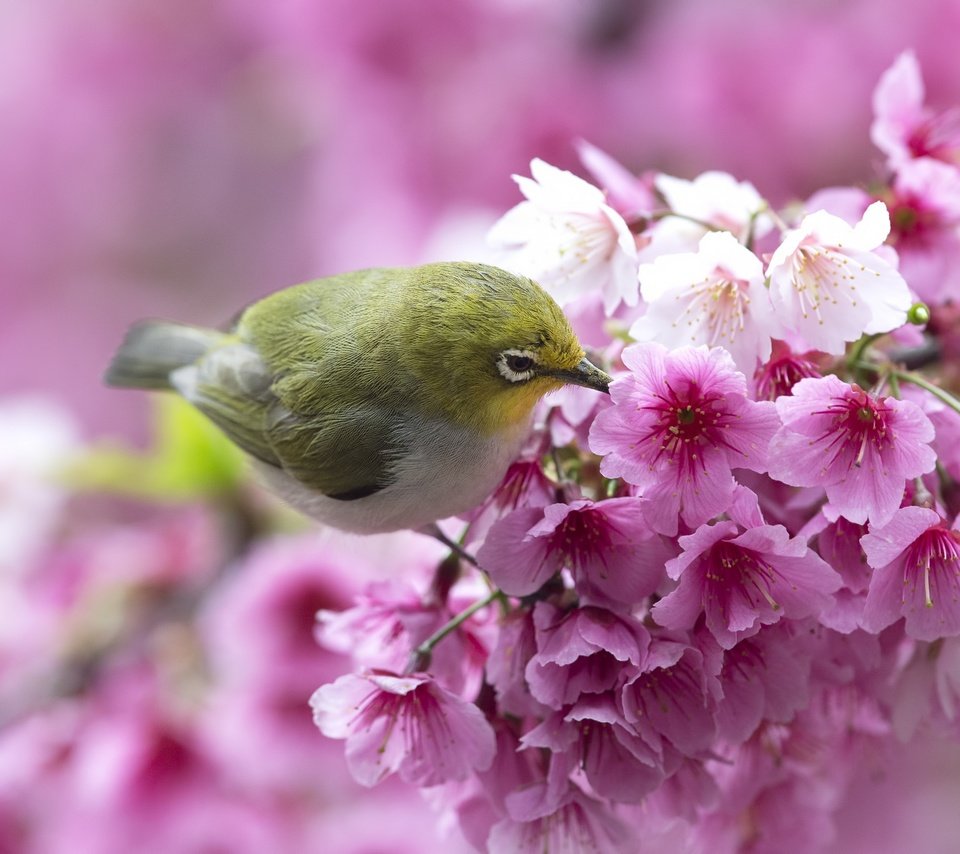 Обои цветы, ветка, птица, весна, сакура, белоглазка, flowers, branch, bird, spring, sakura, white-eyed разрешение 2048x1365 Загрузить