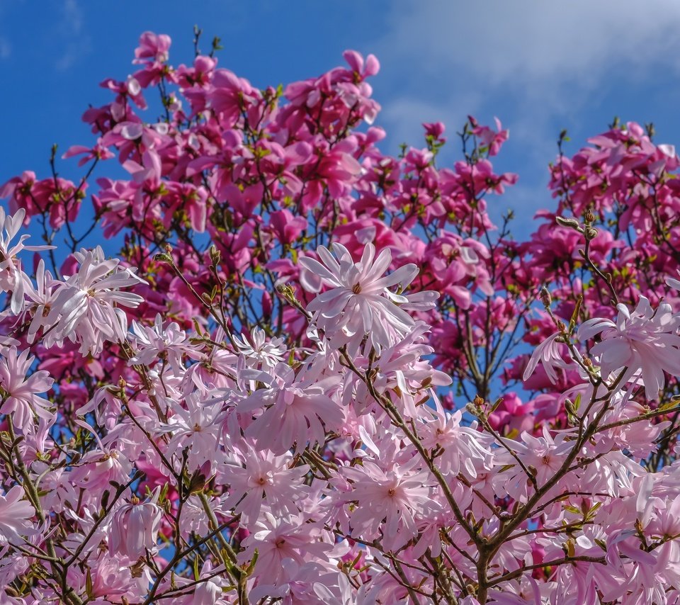 Обои небо, деревья, цветение, весна, магнолия, jazzmatica, the sky, trees, flowering, spring, magnolia разрешение 3000x1948 Загрузить