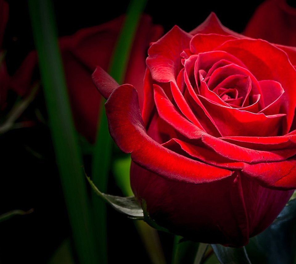 Обои макро, цветок, роза, красная, темный фон, macro, flower, rose, red, the dark background разрешение 1920x1080 Загрузить