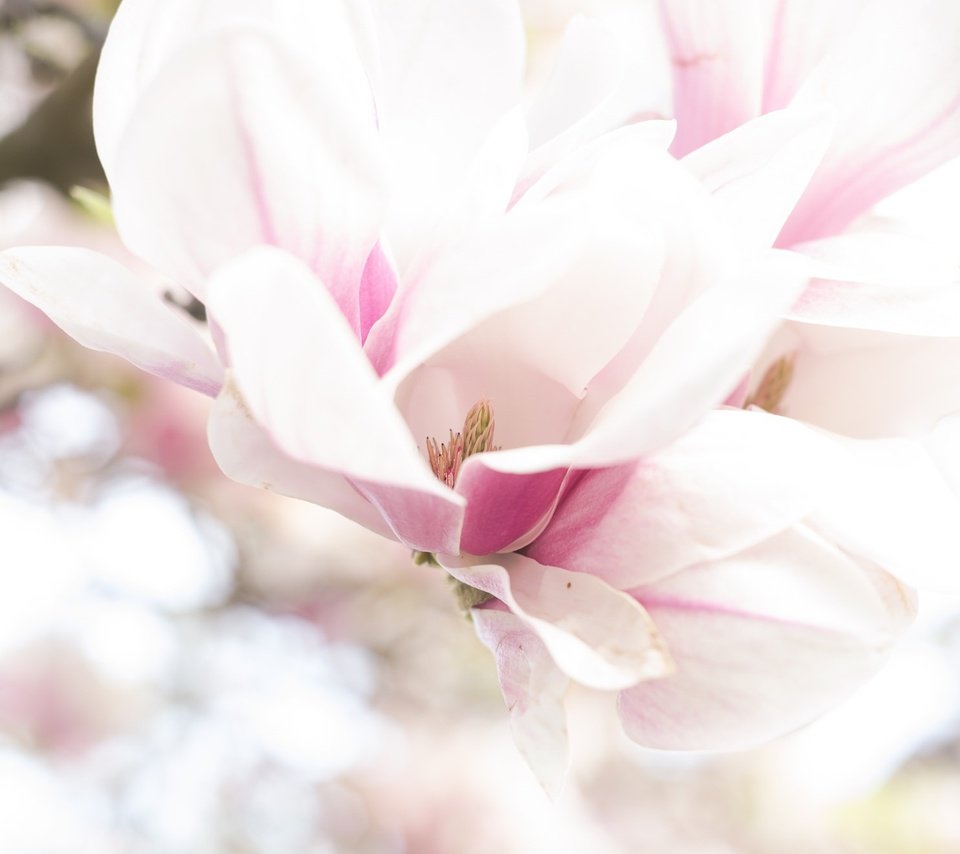 Обои цветение, макро, весна, магнолия, flowering, macro, spring, magnolia разрешение 2048x1324 Загрузить