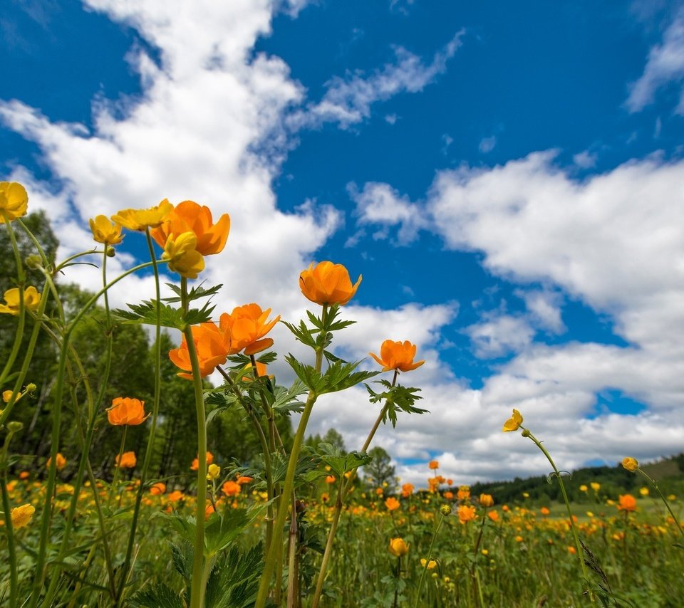 Обои небо, цветы, луг, весна, лютики, the sky, flowers, meadow, spring, buttercups разрешение 1920x1281 Загрузить